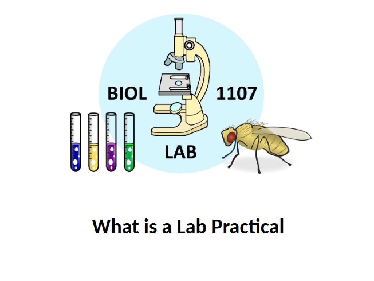 What is a Lab Practical