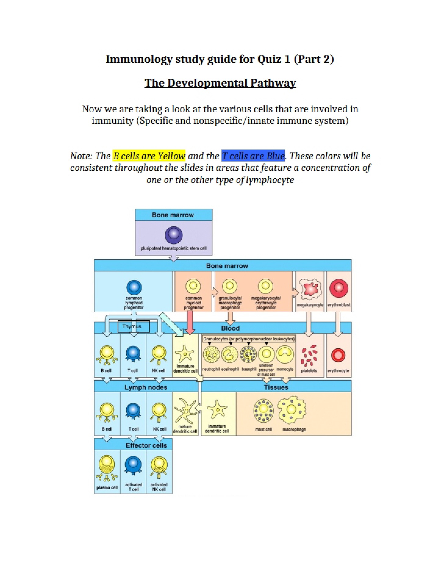 Pathway of Development - Immunology (3)