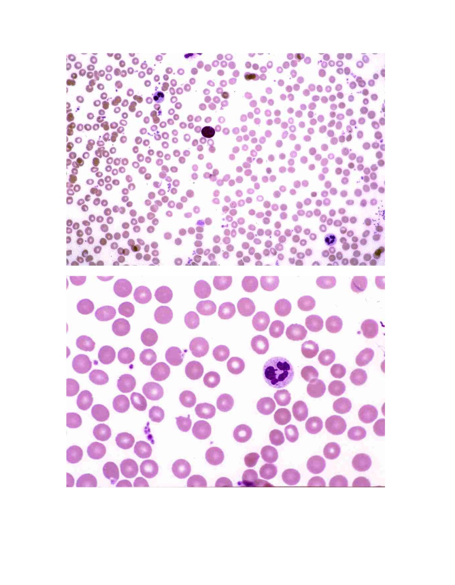 Images for Histology Exam 2