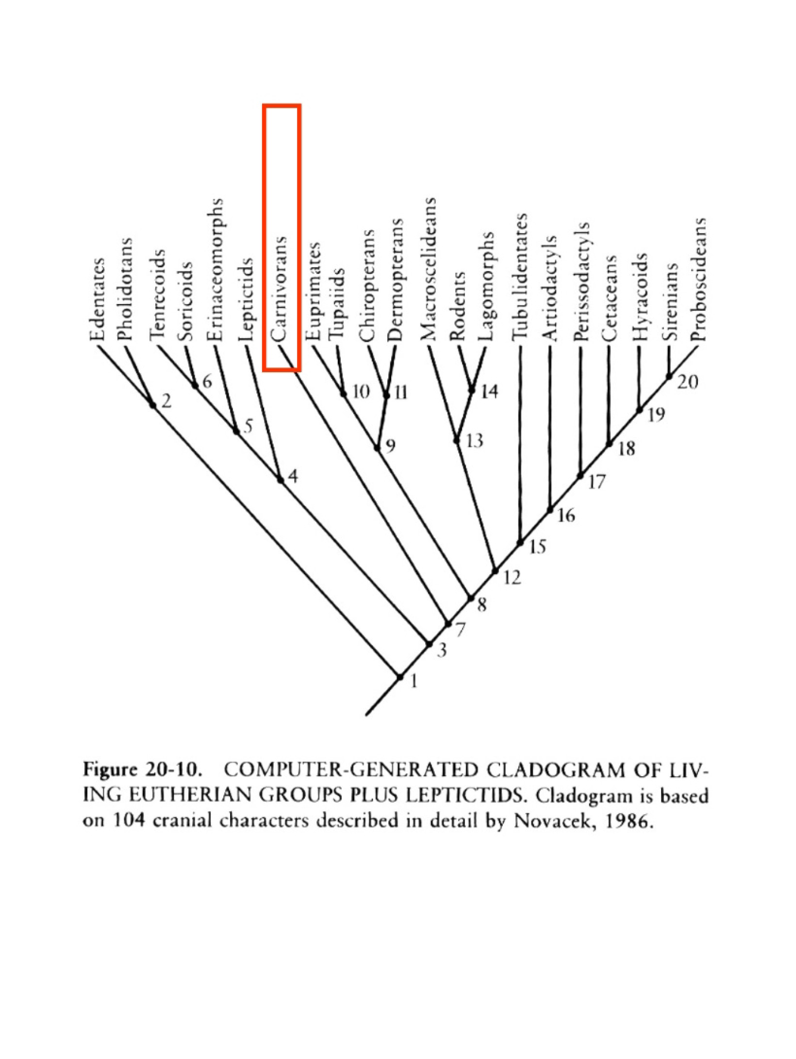 Placental Molecular Phylogeny