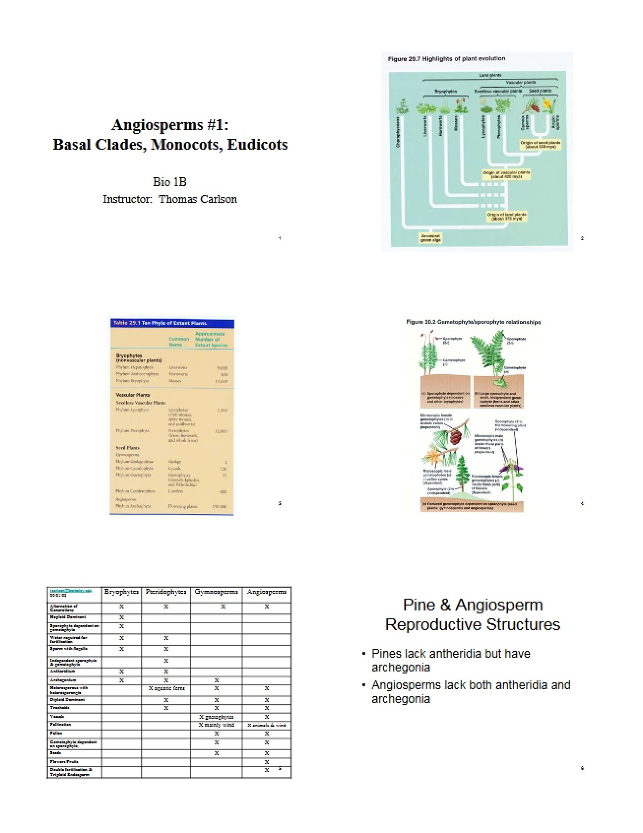 Basal Clades, Eudicots, and Monocots