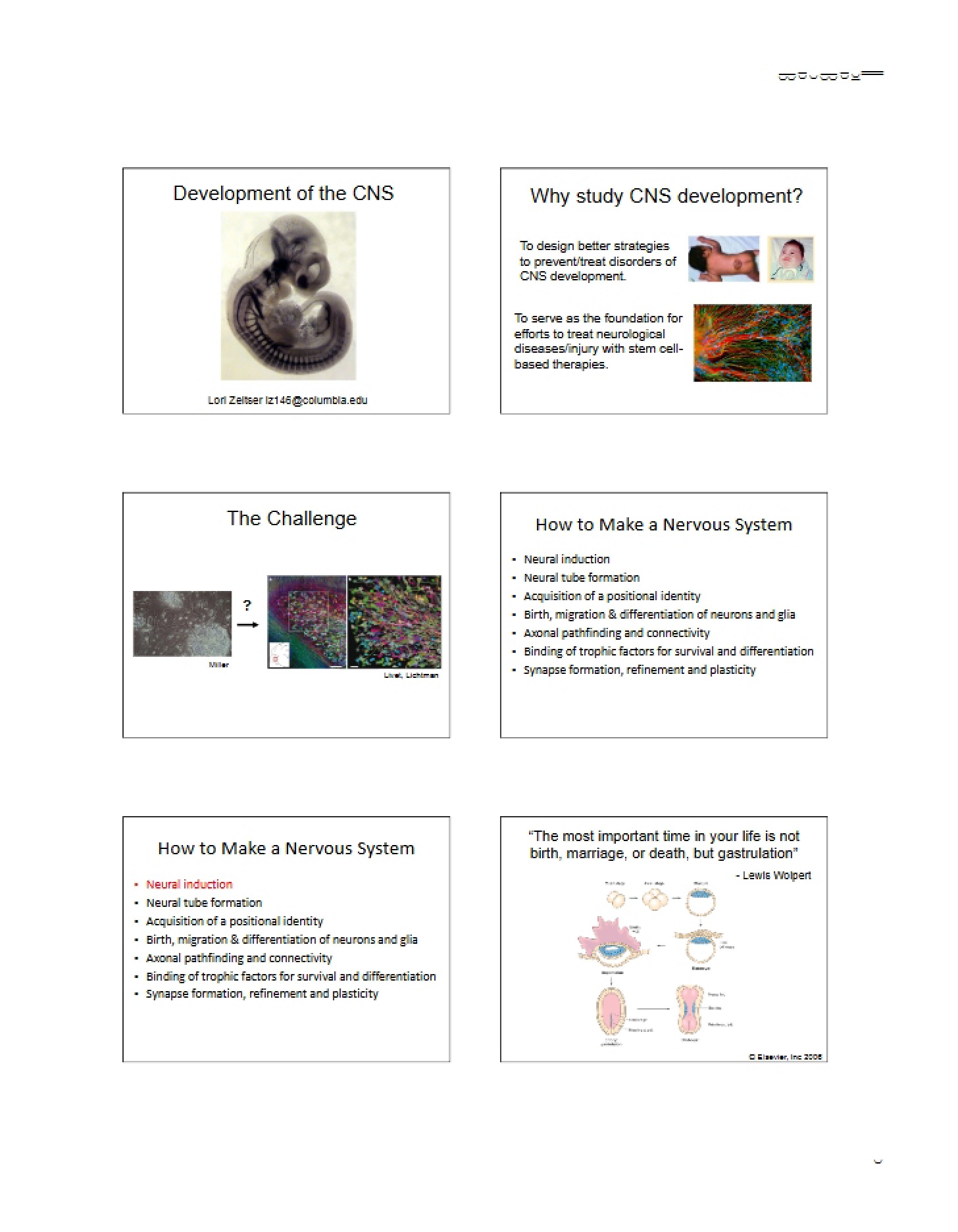 CNS Development