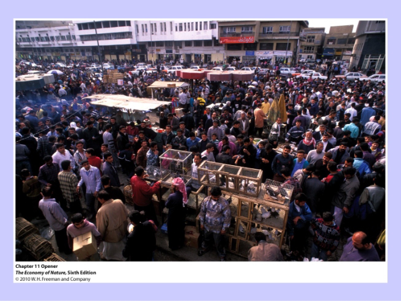Population Regulation and Growth