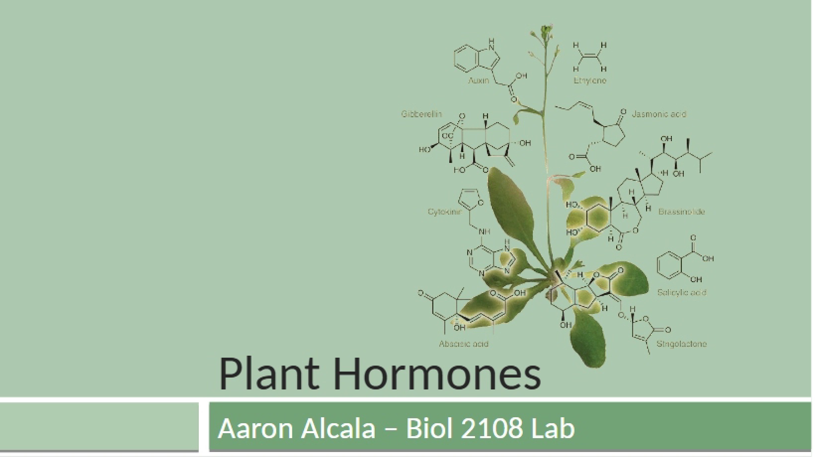 Scientific Paper Writing and Plant Hormones (3-AA)