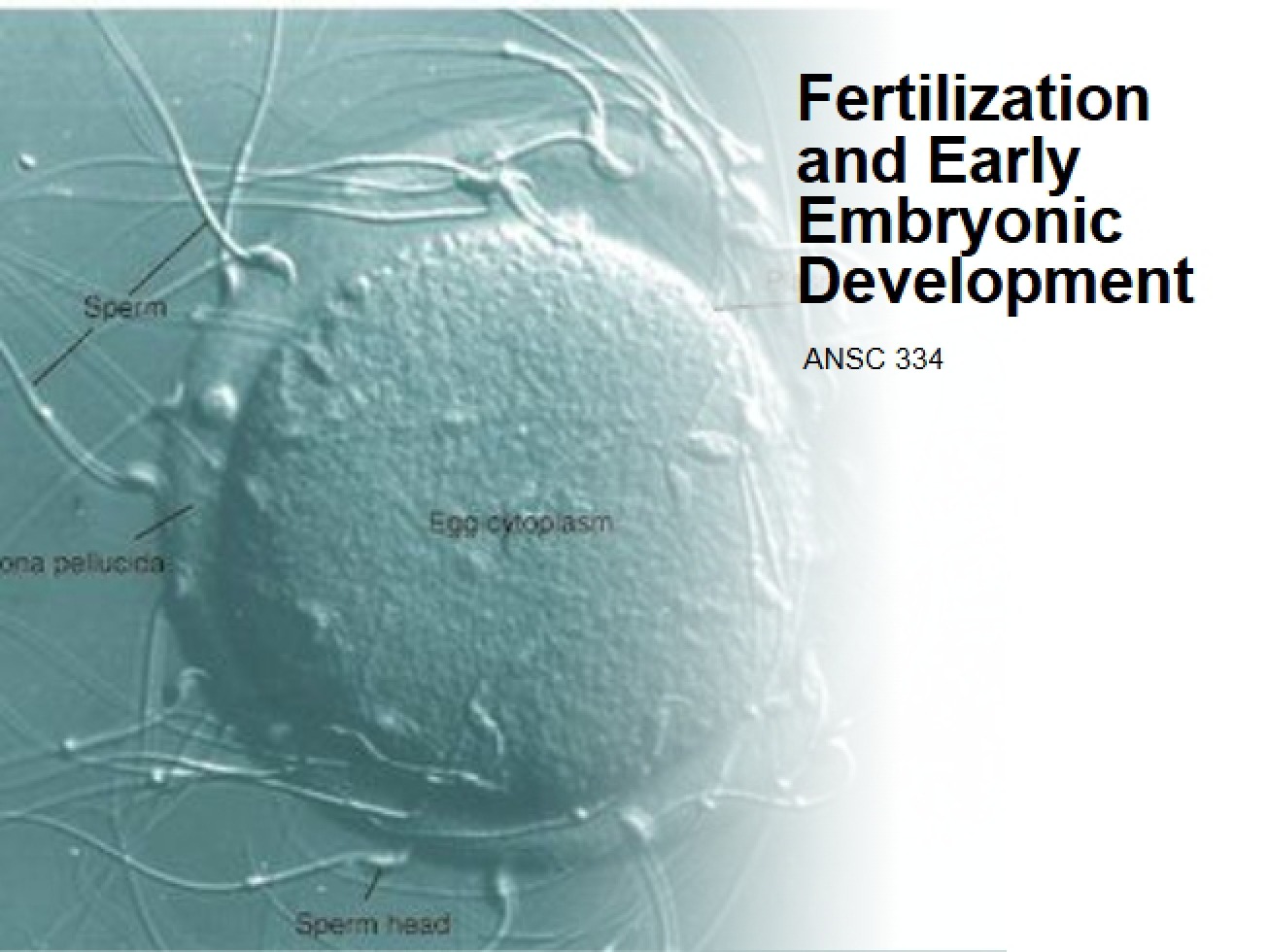 Fourth Laboratory An Examination of Fertilization and Early Embryonic Development
