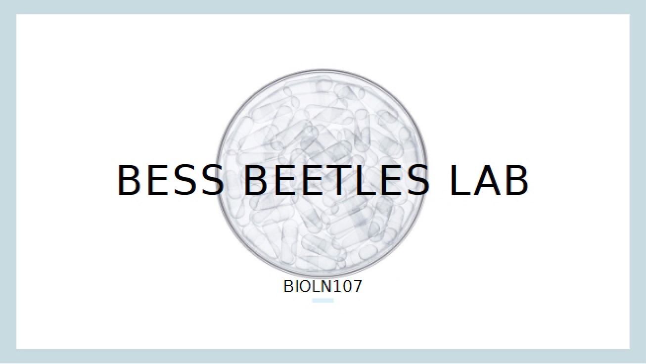 Lab Activity Bess Beetles