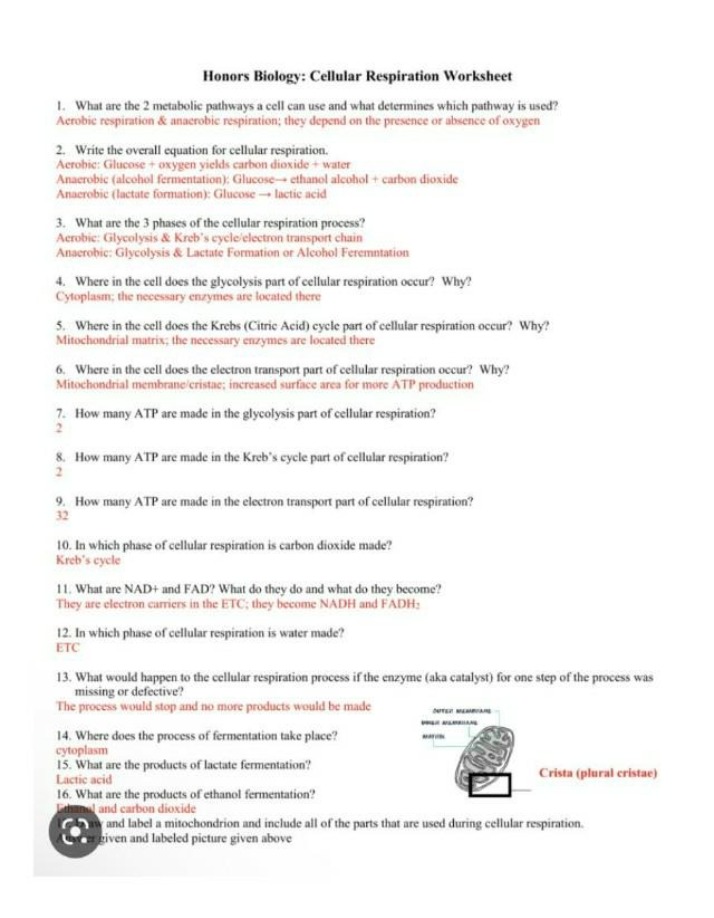 Worksheet on Cellular Respiration