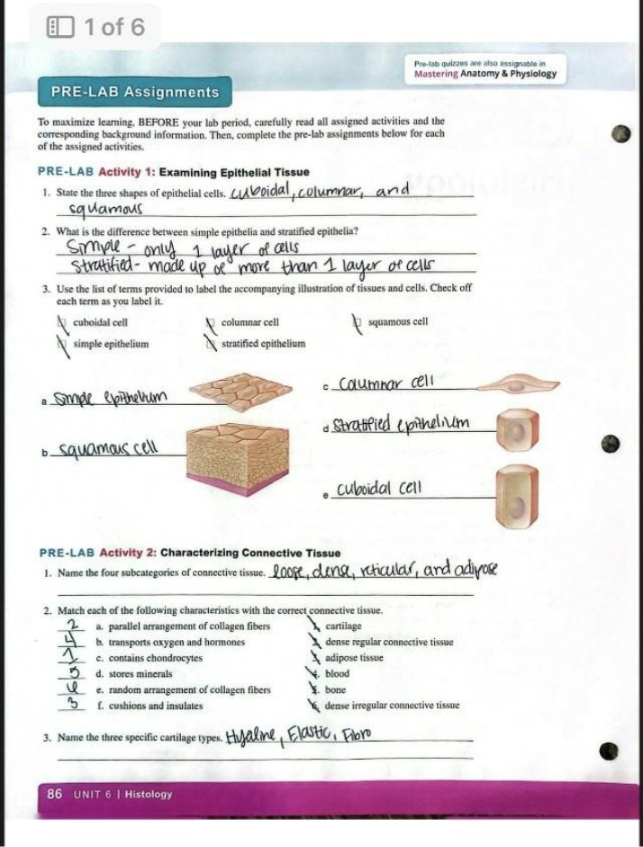 Pre-Lab Assignments for Examining Epithelial and Connective Tissue