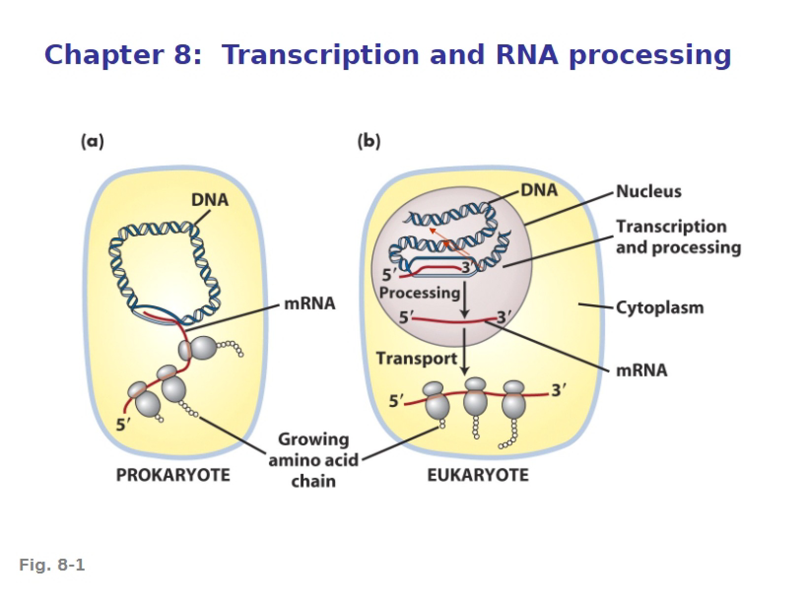 RNA Processing and Transcription (Chapter 8)