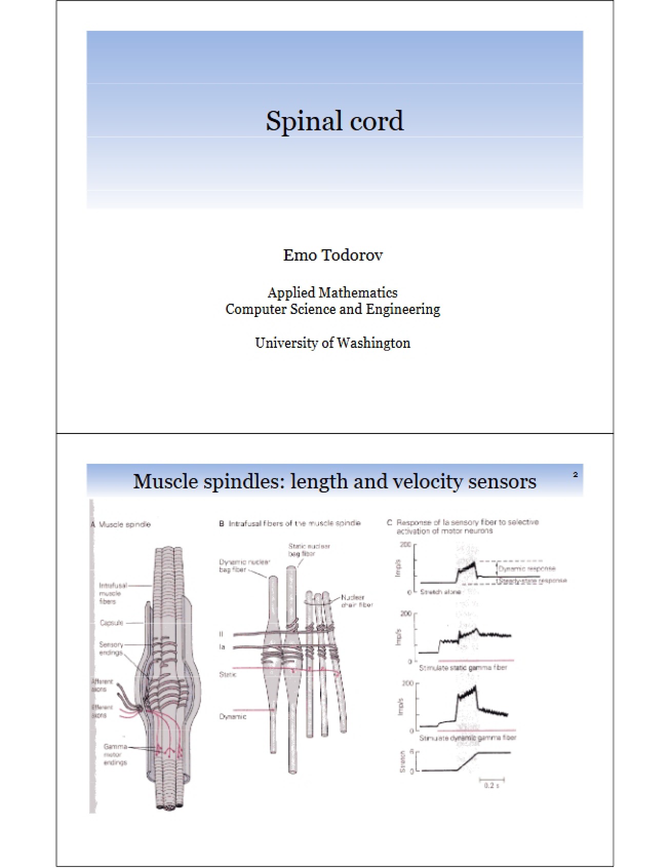 Anatomy of the Spinal Cord