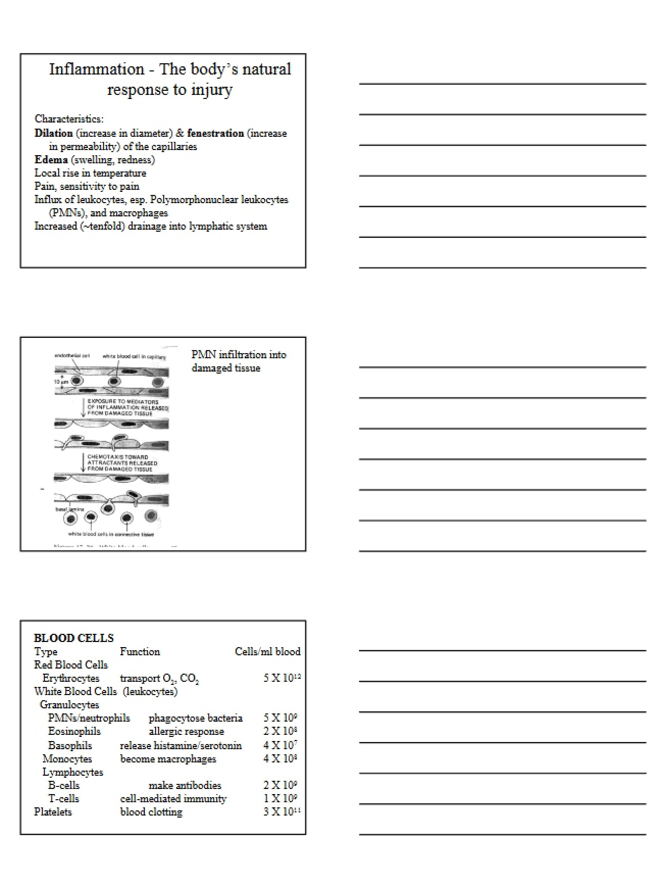 Inflammatory Response