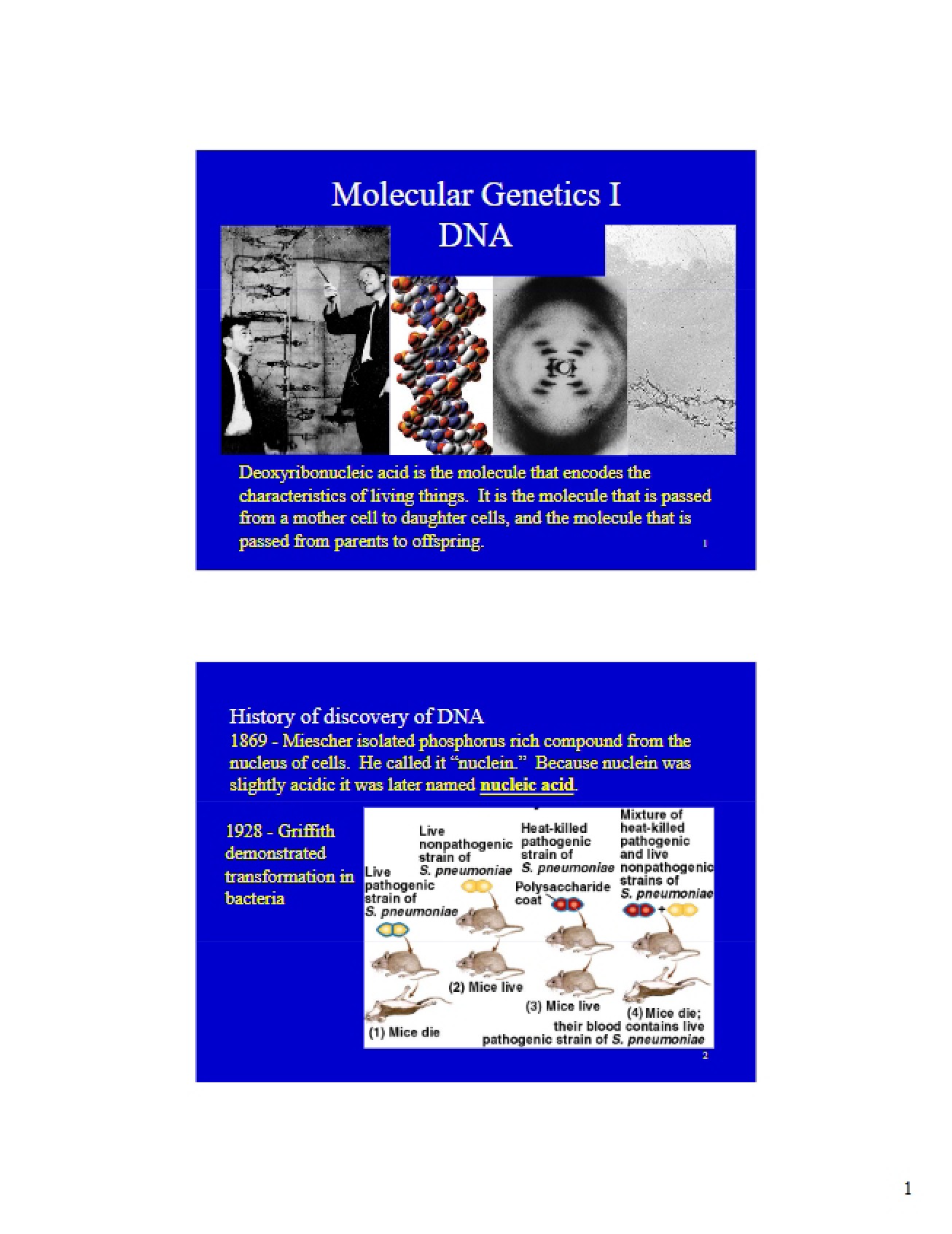 Molecular Genetics Part 1 DNA
