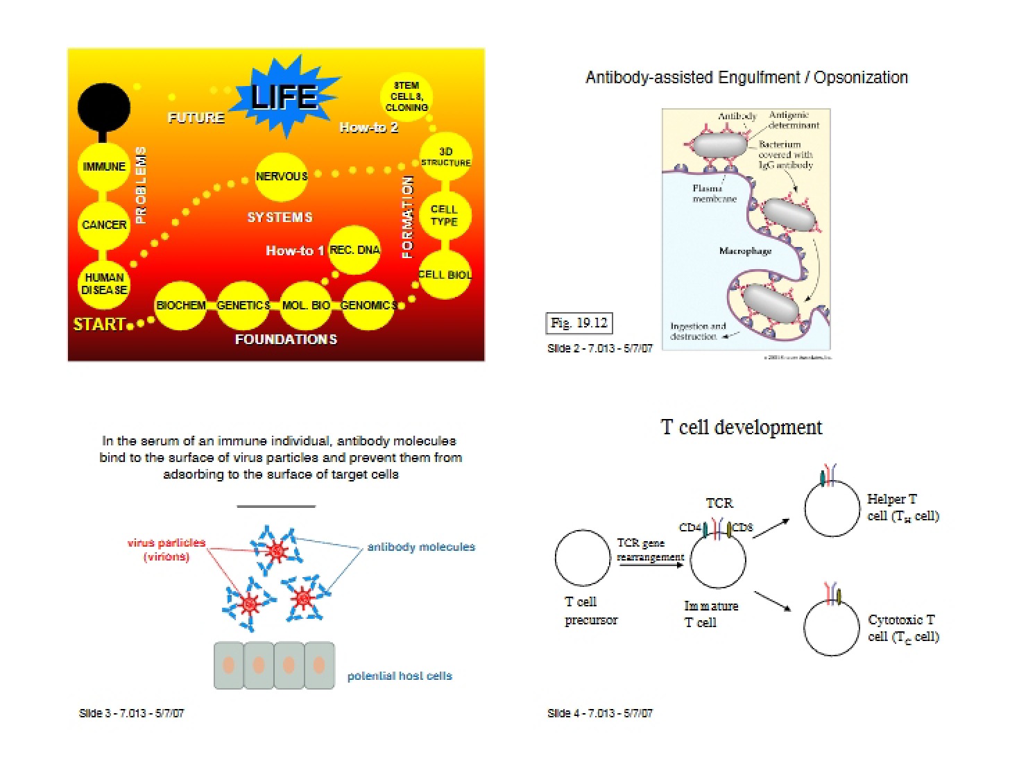 Immunology Coursework
