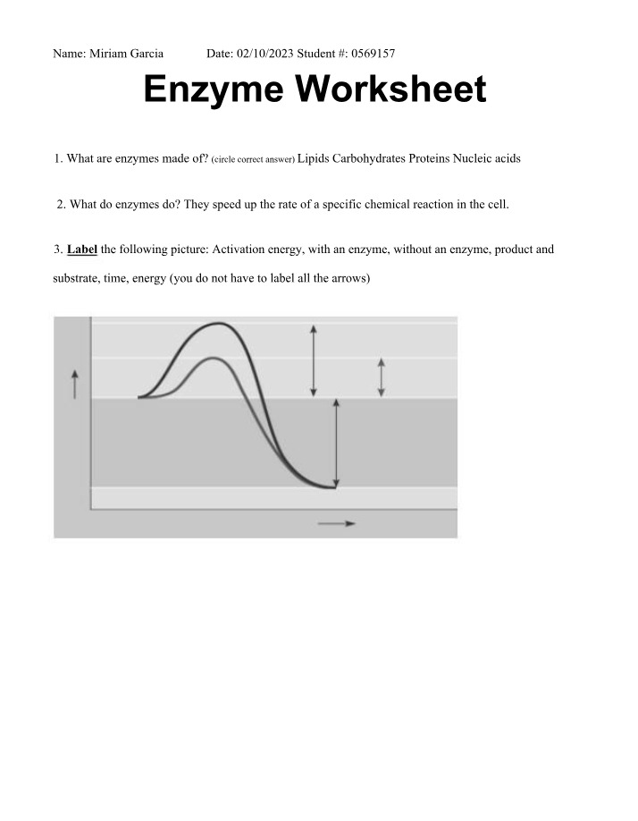 Worksheet on Enzymes
