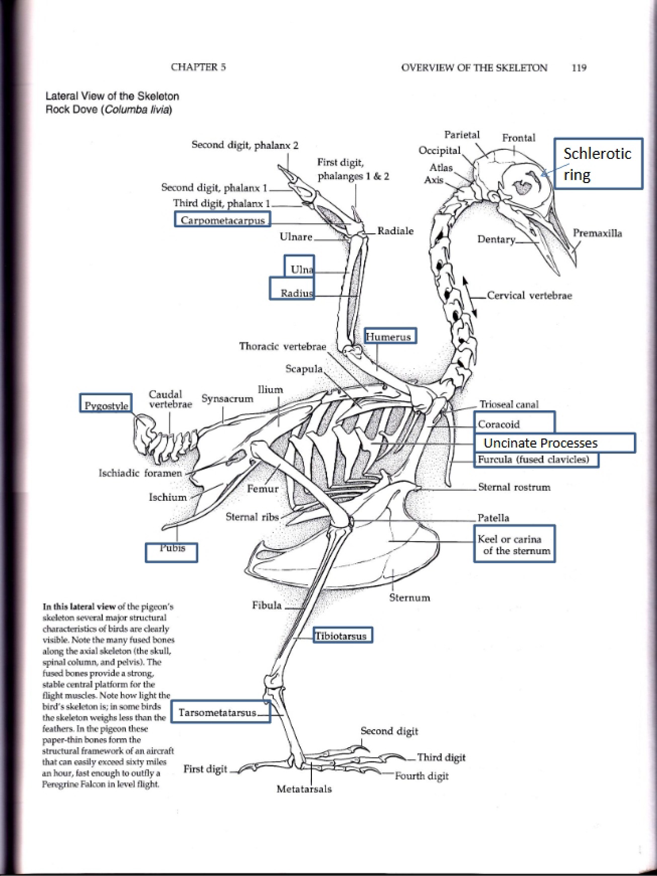 Overview of the Avian Skeleton