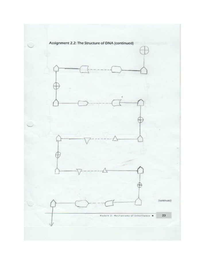 Structure of DNA (Continued) - Assignment 2.2