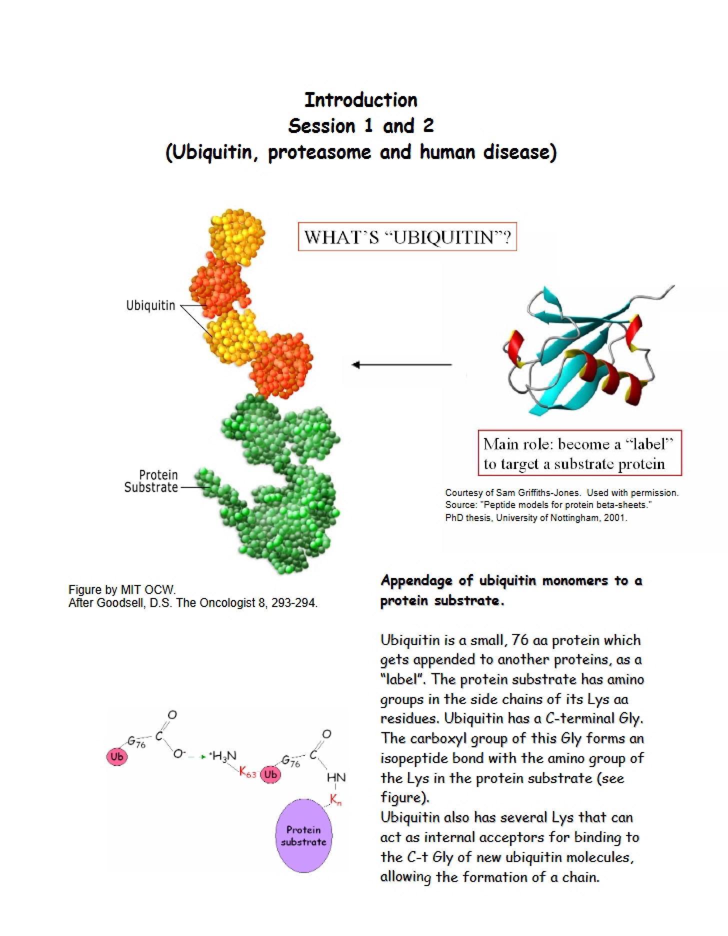 Human Disease, Ubiquitin, and Proteasome