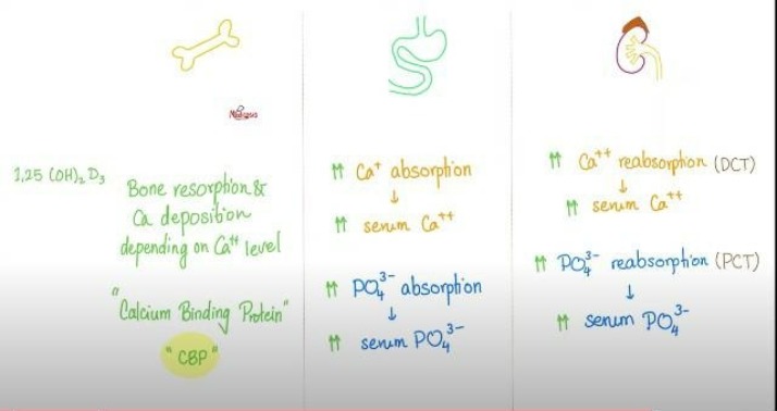 Vit D - Bone, Gut, and Kidneys