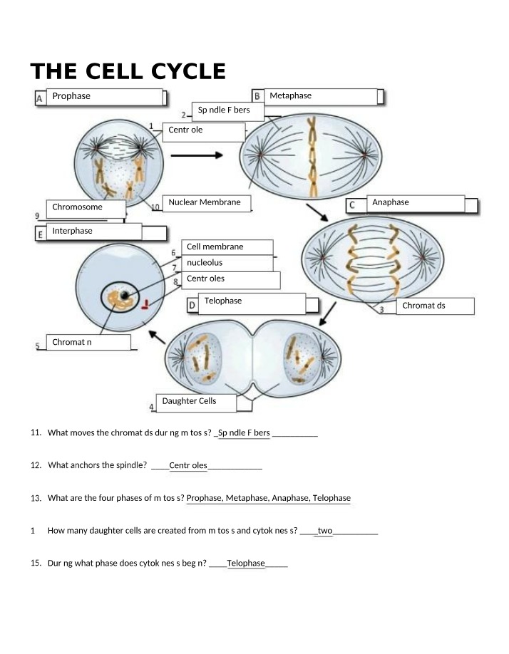 Cell Cycle Phases, Mitosis, and Chromosomes