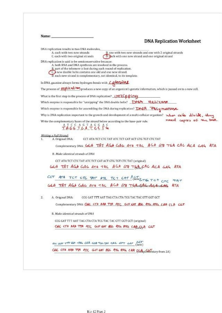 Worksheet for DNA Replication