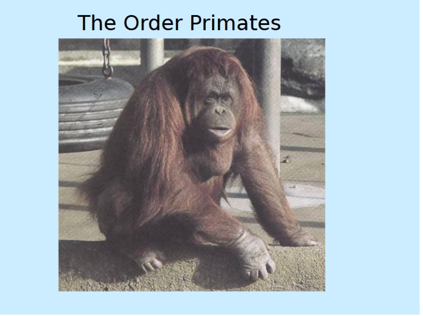 2011 Intro to Primates 1