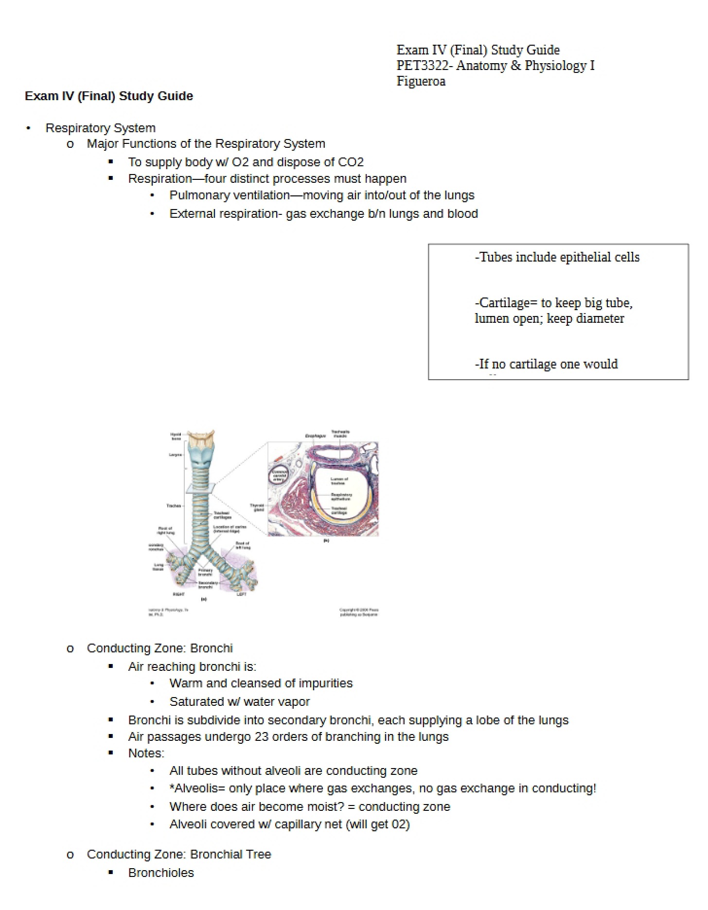 Respiratory System Analysis