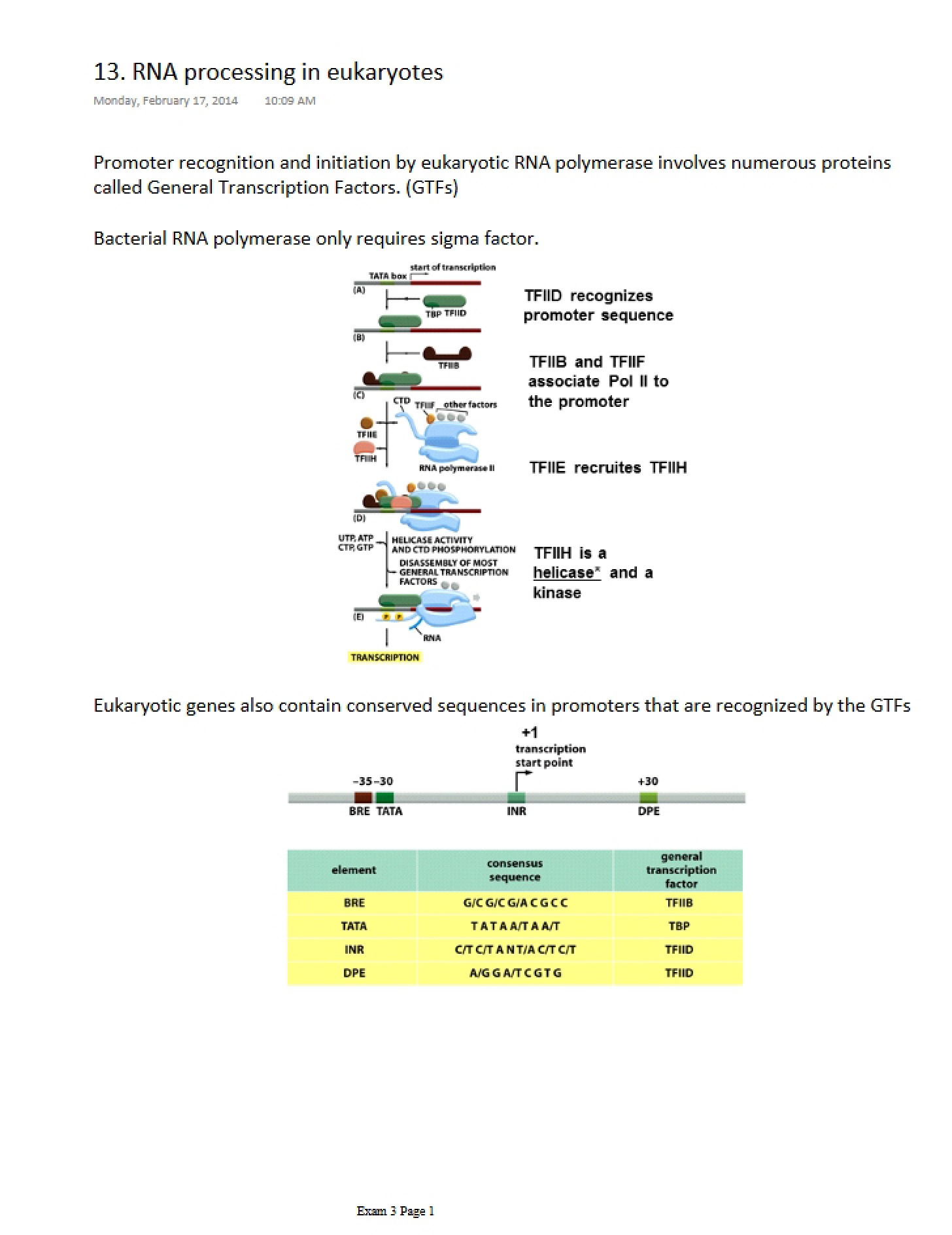 Eukaryote RNA Processing
