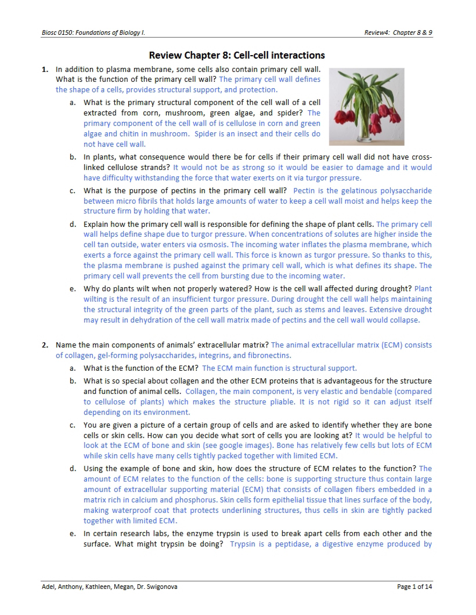 Cell-Cell Interactions (Chapter 8 Review)
