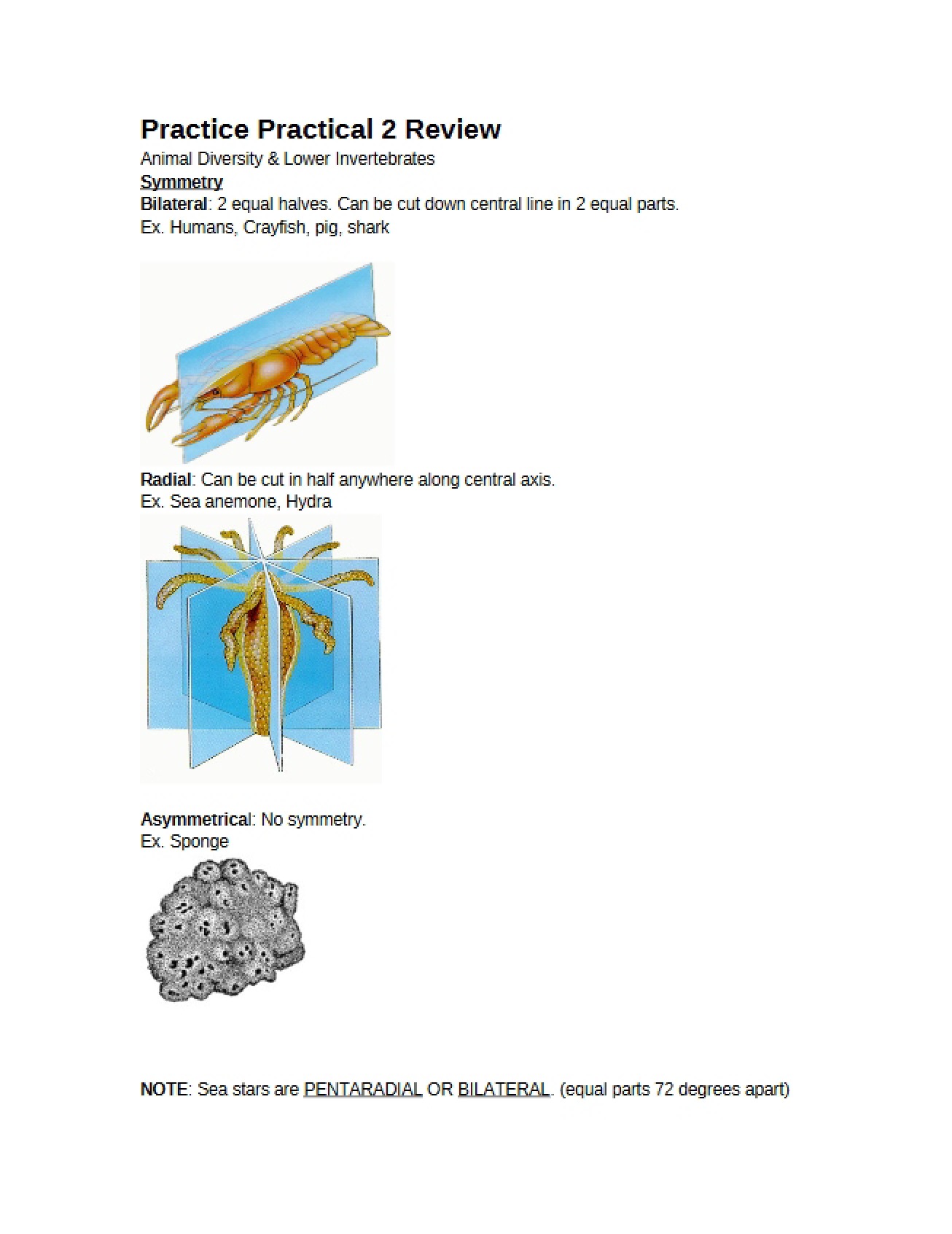 Lower Invertebrates and Animal Diversity