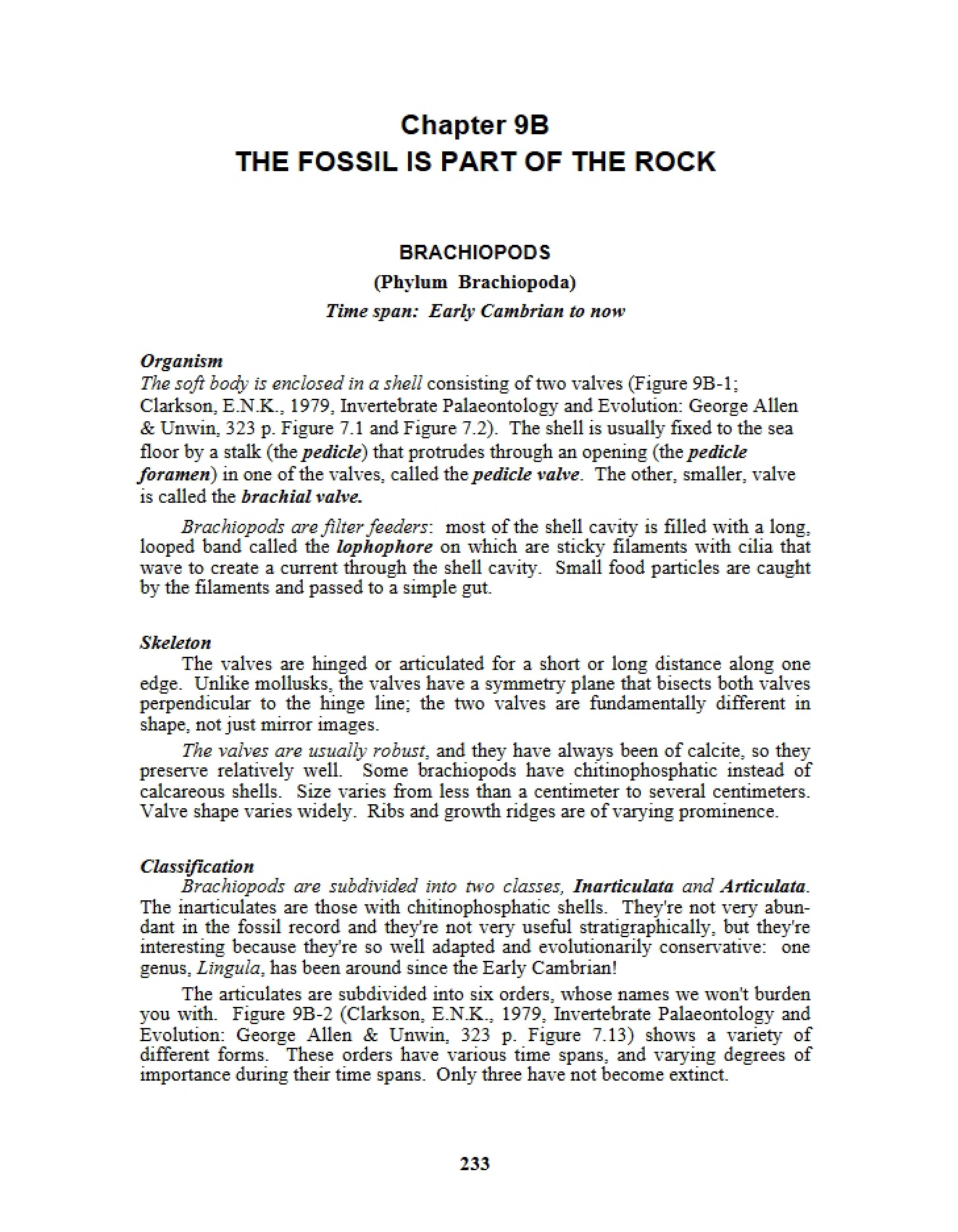 Brachiopod Fossils
