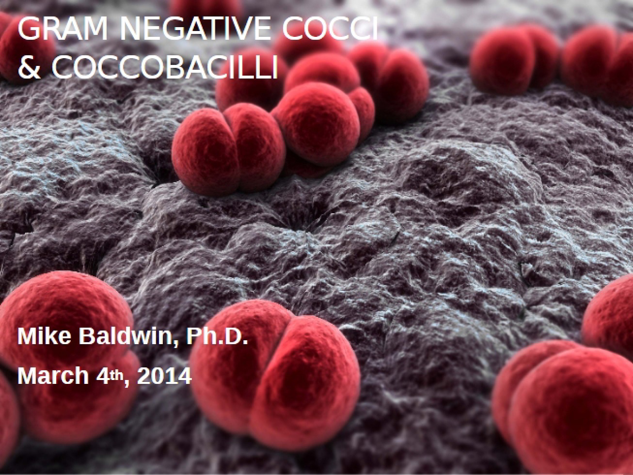 Cocci Gram Negative