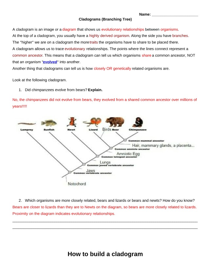 Cladograms and Evolutionary Relationships