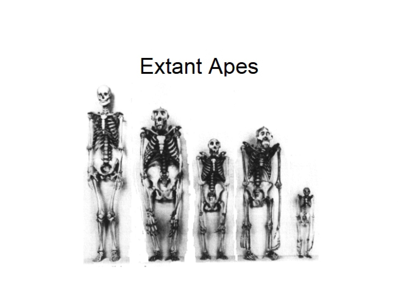 Human and Ape Evolution