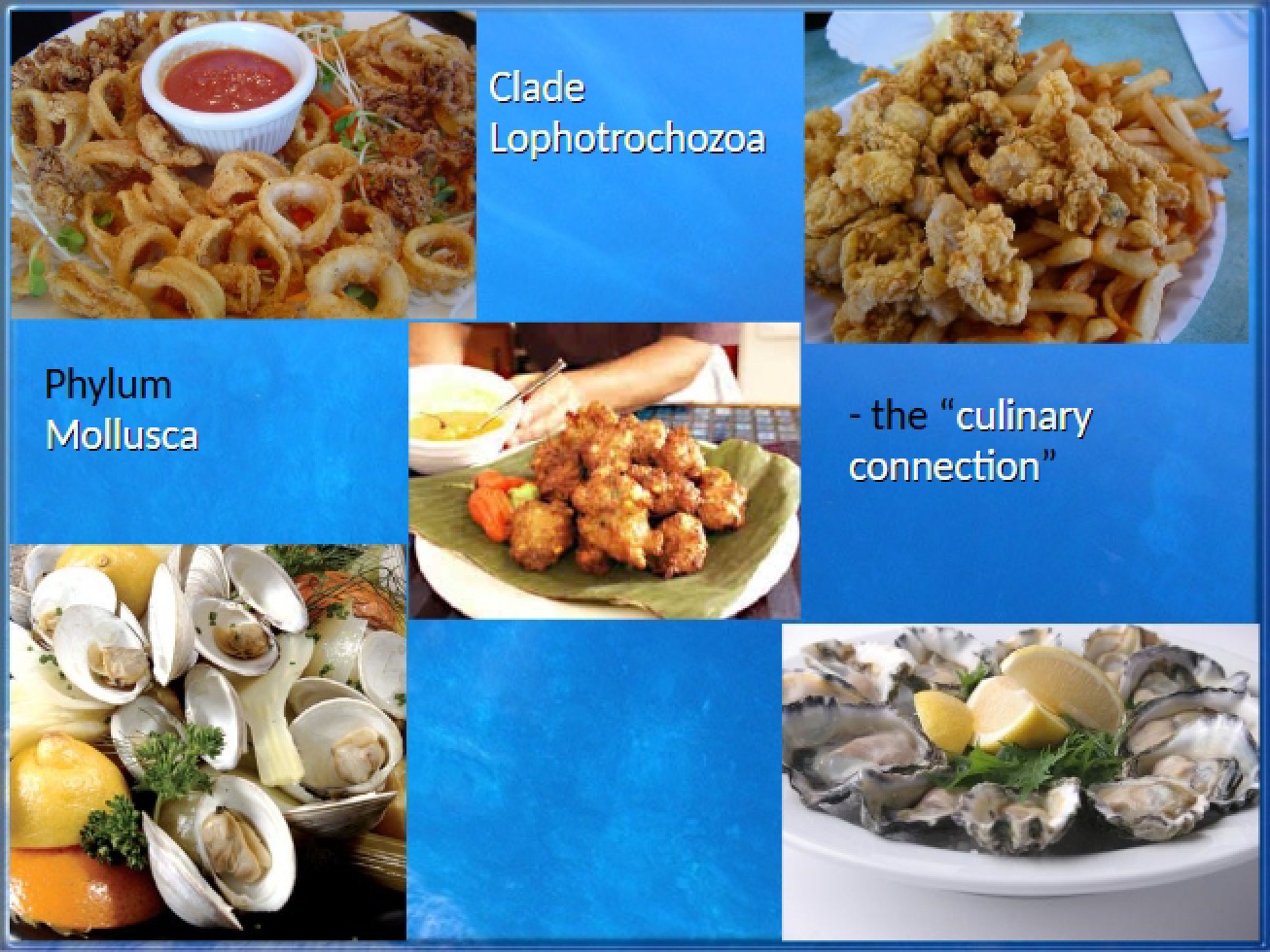 Annelida and Mollusca - Ch 33.2