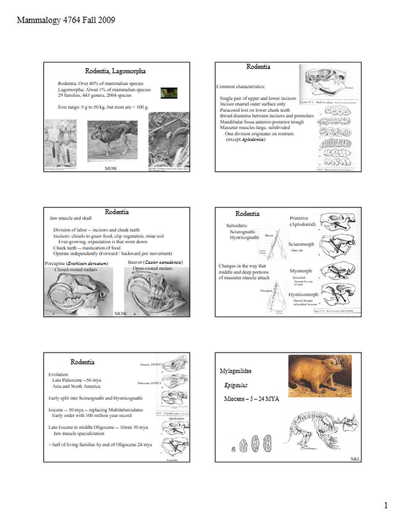 Lagomorpha and Rodentia