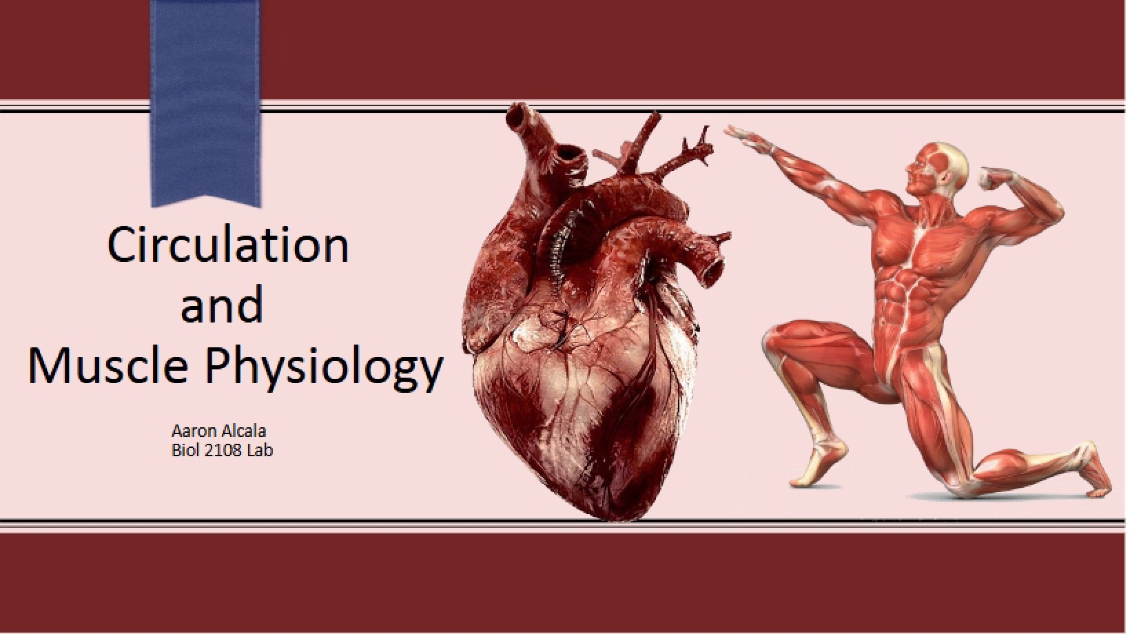 Muscle Physiology and Circulation (9-AA)
