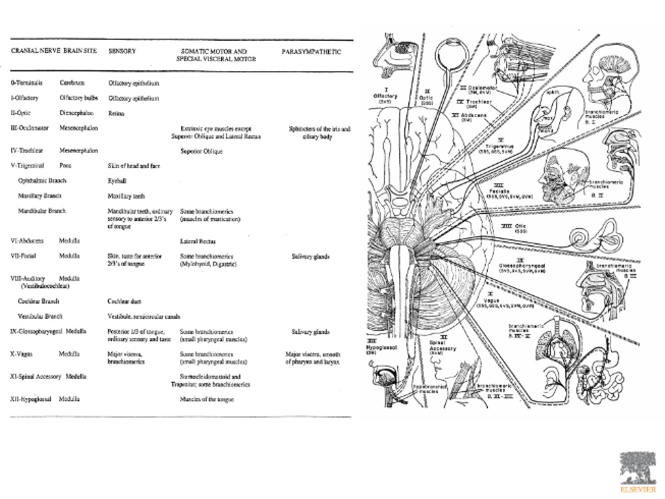 Lecture on the Special Senses