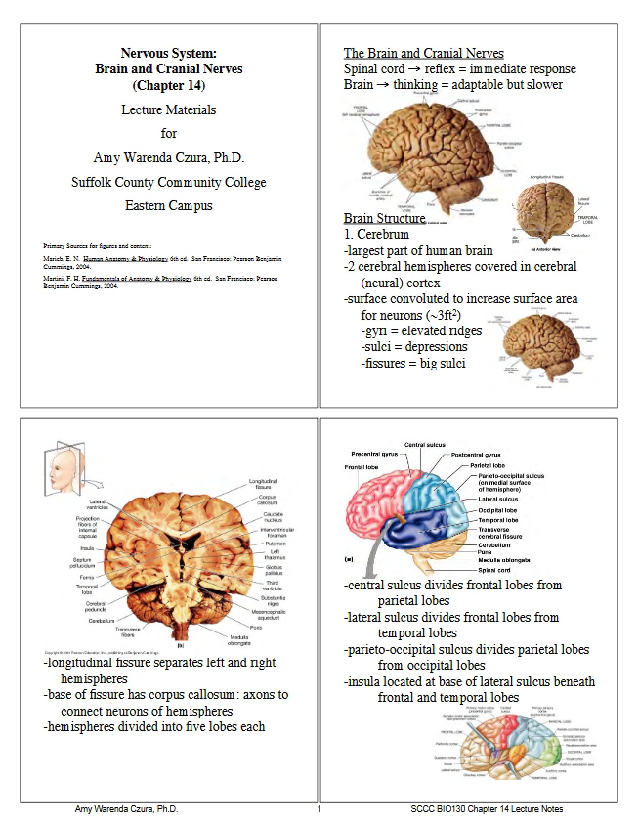 Lecture Materials for Anatomy and Physiology II