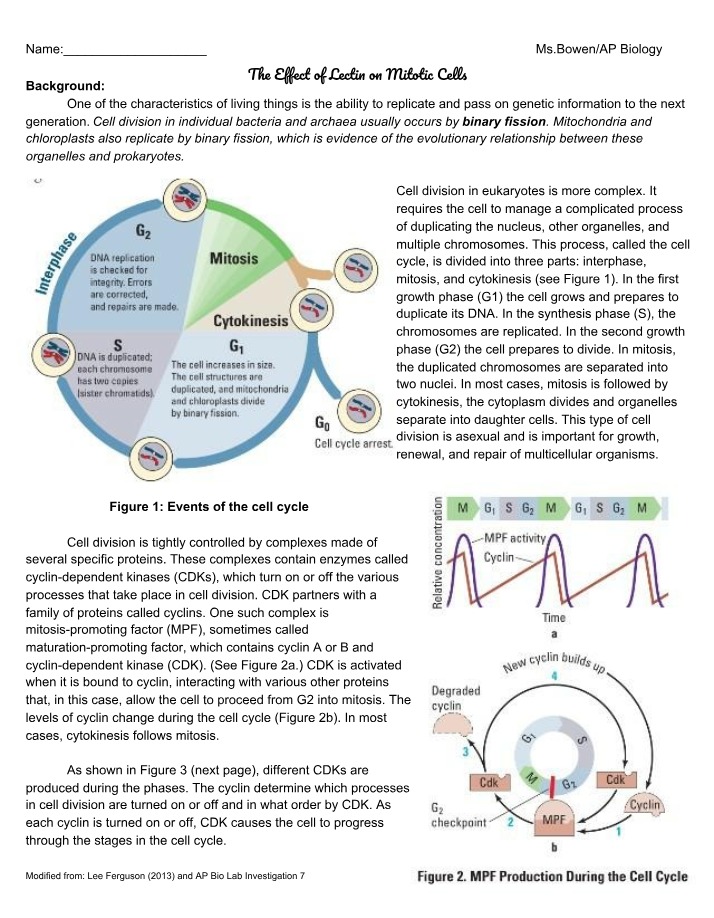 Lectin Effects on Mitotic Cells