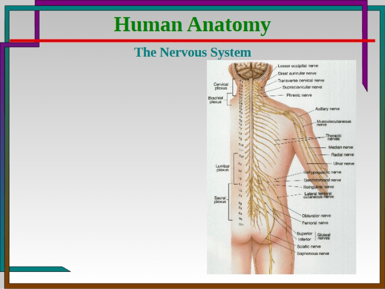 Nervous System Overview