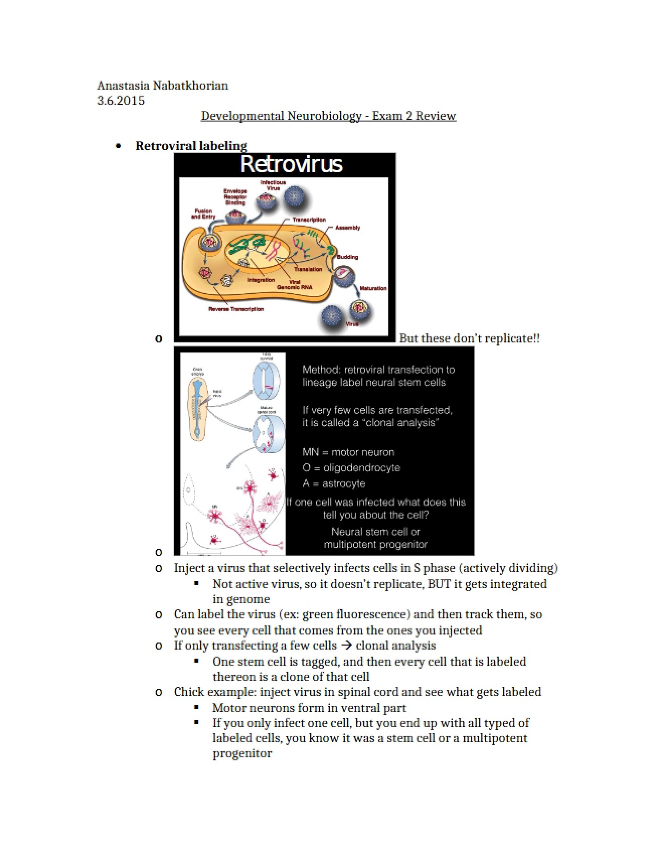 Exam 2 Review Developmental Neurobiology