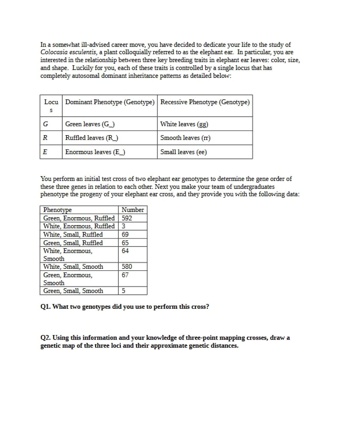 Semester Review Elephant Ear Problem