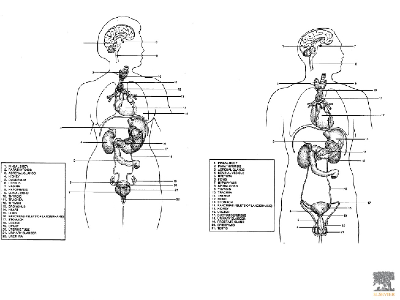 Lecture on the Endocrine Organs