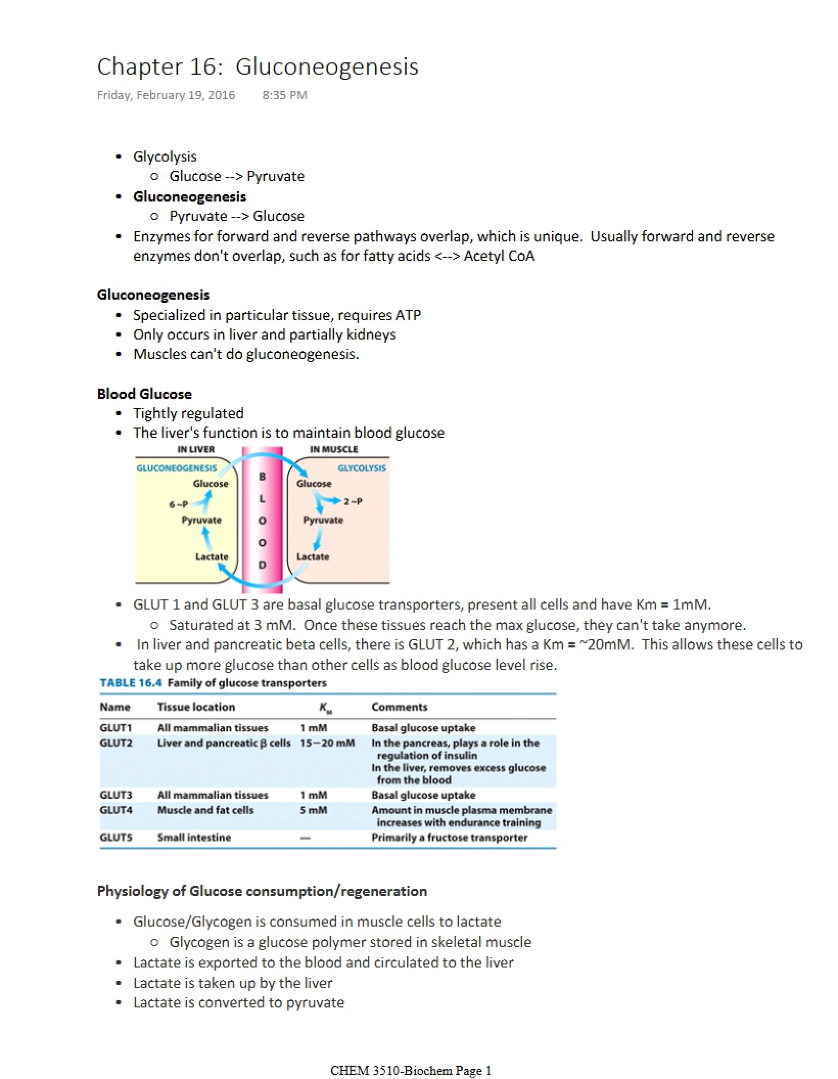 Gluconeogenesis (Chapter 16)