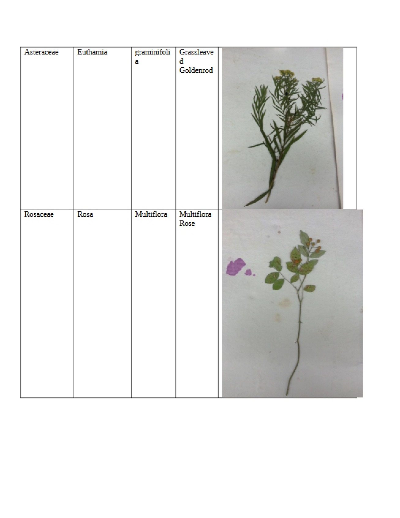 Notes on Local Flora