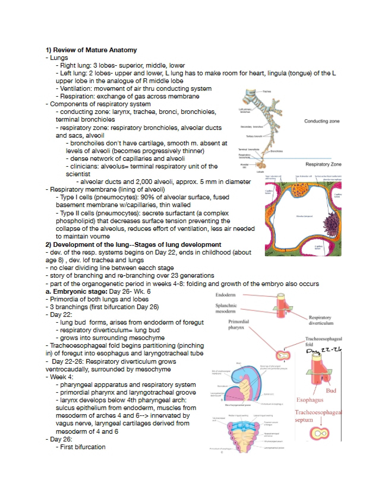 Lecture Review Respiratory System and Lungs (E5)