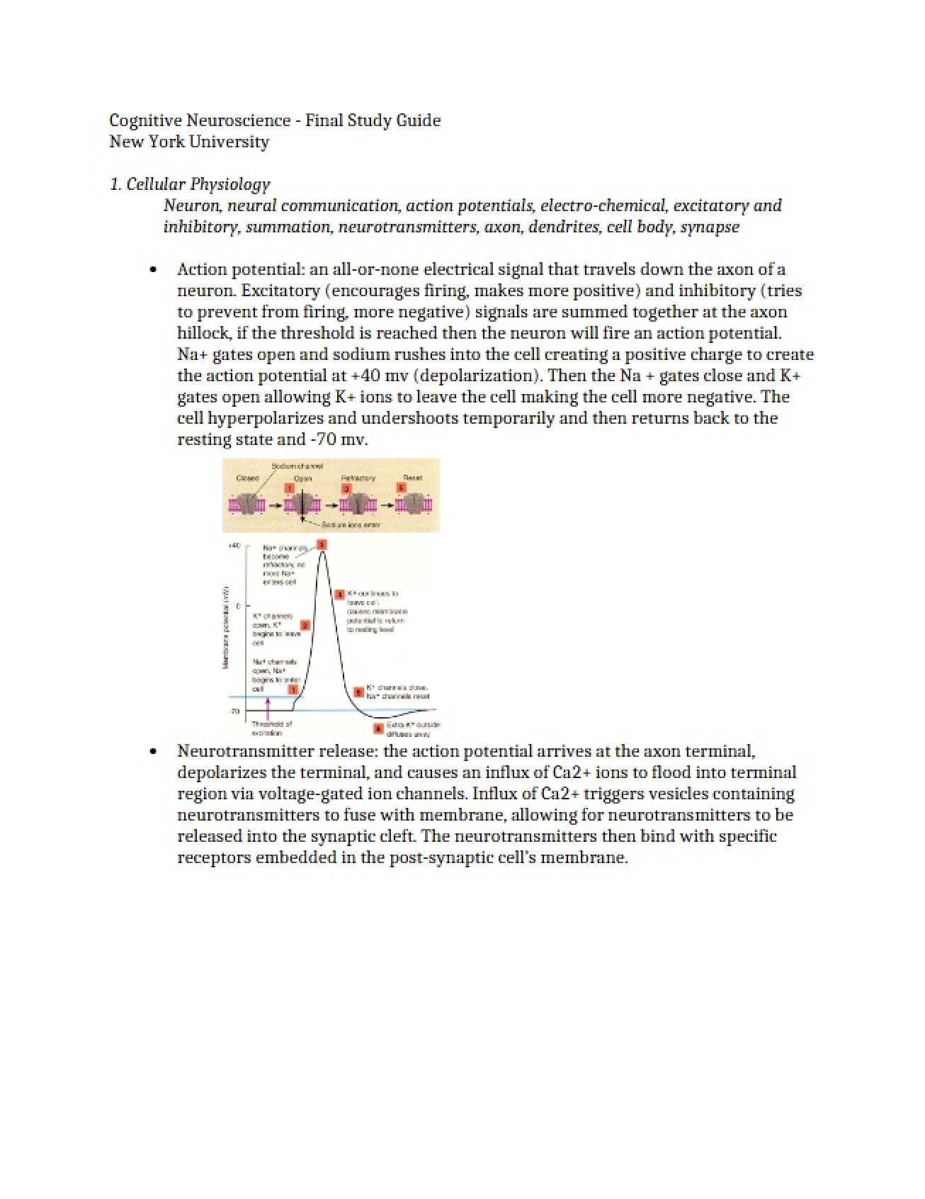 Final Study Guide for Cognitive Neuroscience