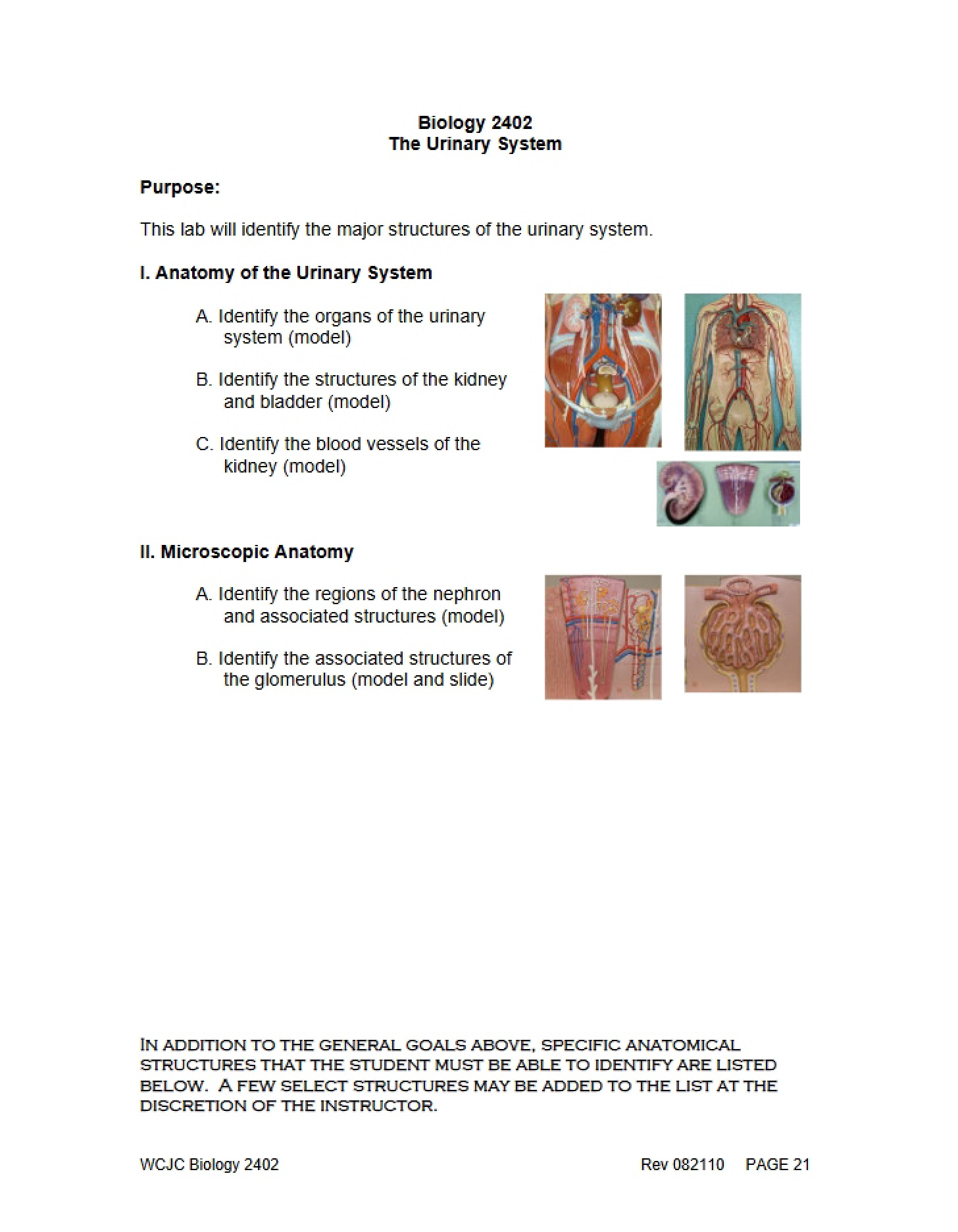 Urinary System Overview