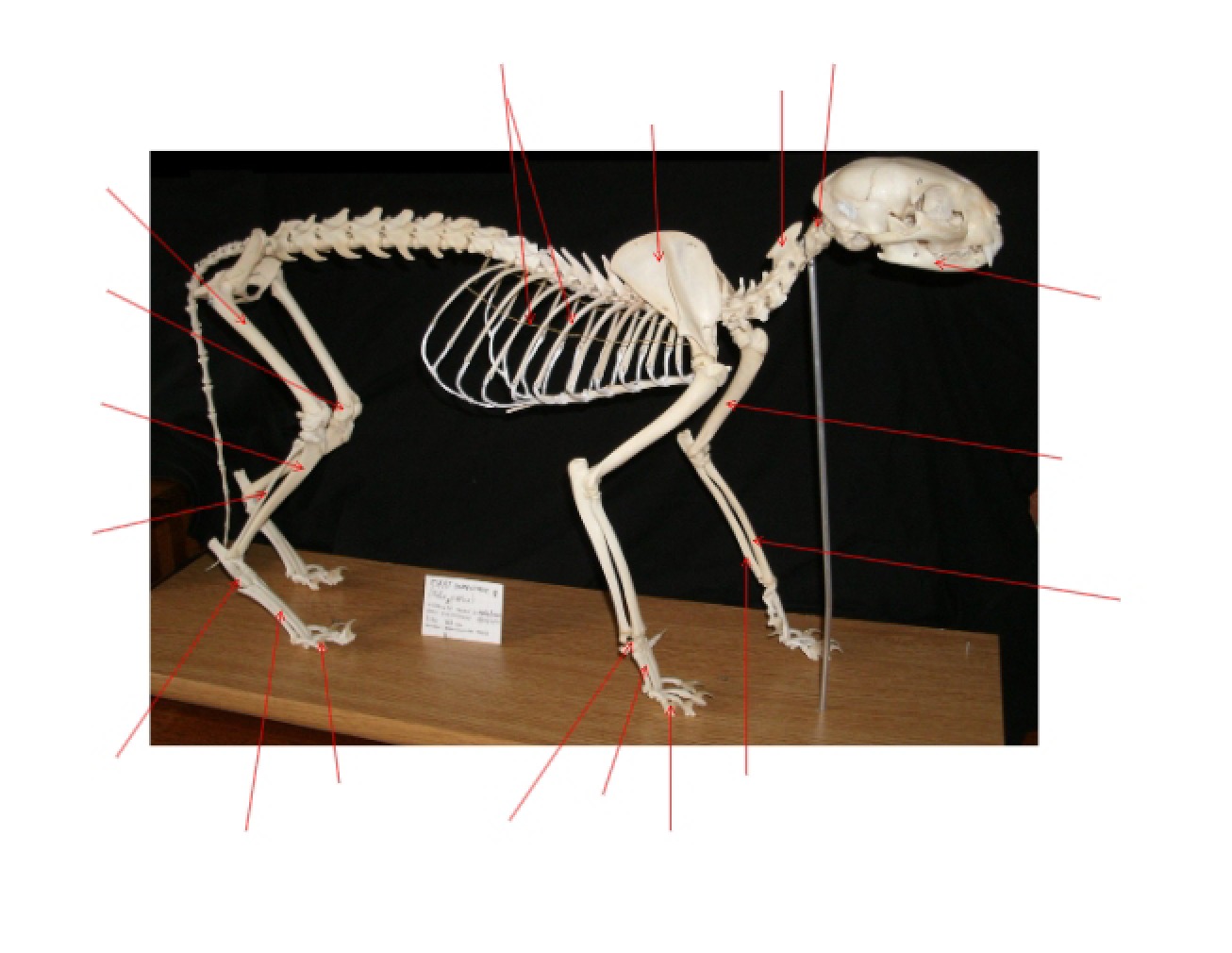 Study Guide for Introductory Zoology