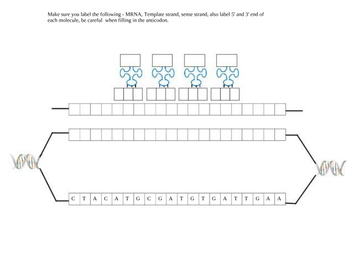 Worksheet on Transcription and Translation